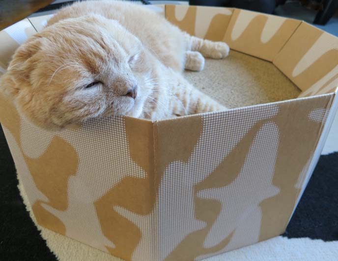 Cardboard Cat Scratcher Bed