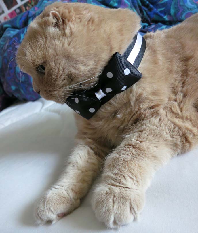 scottish fold cat wearing bow-tie, cat costumes