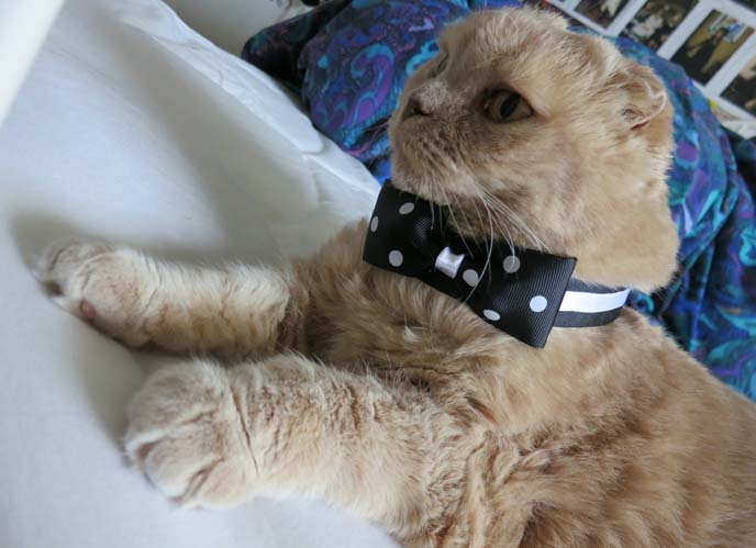 scottish fold munchins, folded eared cat