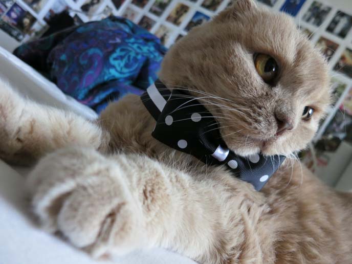 cutest cat breed, smartest type of cat