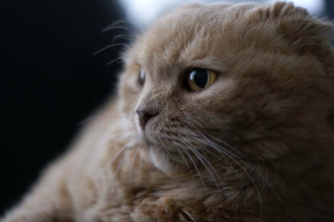 Close-up portraits of pet cat. Cute fuzzy flat faced cats!