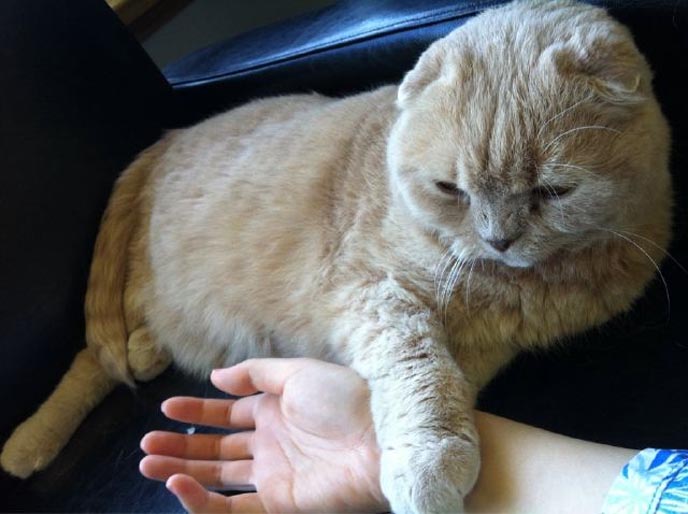 cat bath washing bathing clean face catnip stretch cutest kitty cute kittens cleaning funny meow cats neko scottish folds fold munchkin british shorthair baby kawaii maru fat basil farrow playing meowing sounds vocals noises toys games pets lolcat adorable lacarmina la carmina tiger cub lion round face furry soft fuzzy 猫 ペット ムービー スコティッシュフォールド ScottishFold 高いところから降りられない HOW TO GIVE CATS A BATH: VIDEO. WASHING & BATHING SCOTTISH FOLD CAT! CUTE FAT KITTEN STRETCHES, EATS CATNIP.