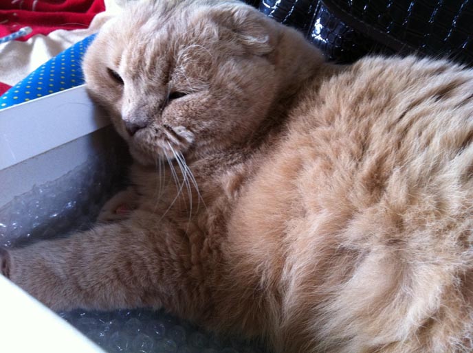 cat bath washing bathing clean face catnip stretch cutest kitty cute kittens cleaning funny meow cats neko scottish folds fold munchkin british shorthair baby kawaii maru fat basil farrow playing meowing sounds vocals noises toys games pets lolcat adorable lacarmina la carmina tiger cub lion round face furry soft fuzzy 猫 ペット ムービー スコティッシュフォールド ScottishFold 高いところから降りられない HOW TO GIVE CATS A BATH: VIDEO. WASHING & BATHING SCOTTISH FOLD CAT! CUTE FAT KITTEN STRETCHES, EATS CATNIP.