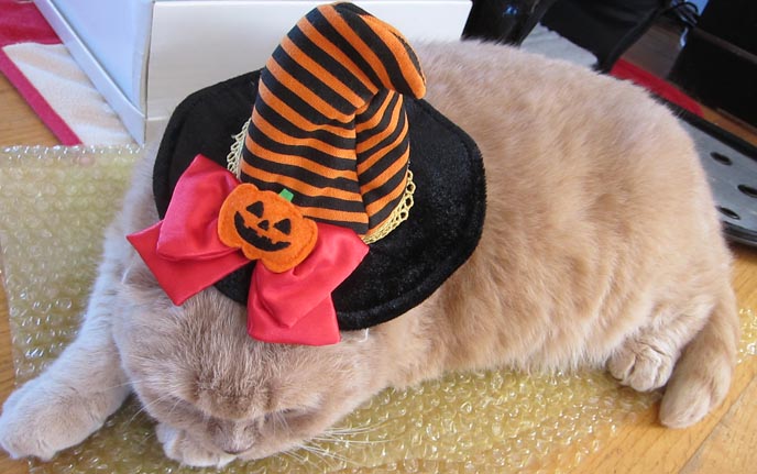 halloween cat costumes, pet costumes, witch hat, pumpkin cat, scottish fold kitten, scottish fold cats, cutest cat in the world, garfield pet lookalike, funny cats, cream colored cat fur, yellow cats, solid cream british shorthair, cat breeders british shorthair folds, longhaired scottish folds