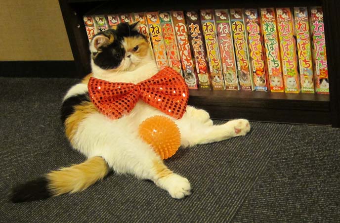 KITTY IN A BOW TIE JAPANESE CAT  CAFES DECO DOG CAFE  