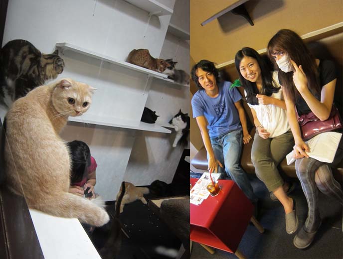 Tokyo cat cafe: weird cafes in Japan