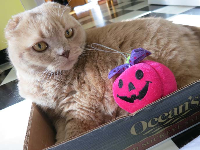 scottish fold, cute fat cat, cutest cat in the world, scottish folds,  squishy faced kitten