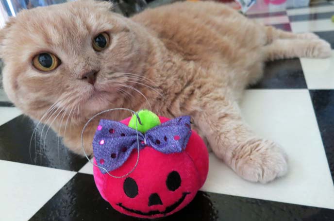 scottish fold cat, halloween costume cats, halloween cat, pet costumes