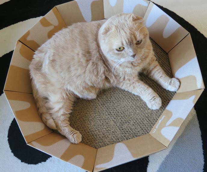 kittypod, cat furniture, iti, cat lounger, squish faced cats, squishy faced kitten