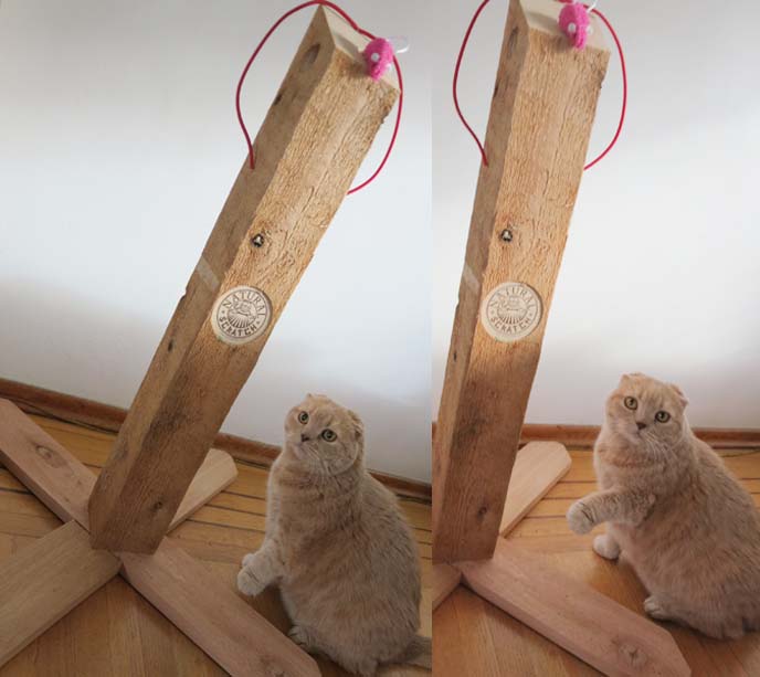 wood cat scratcher, natural scratch, best scratching pole, designer cat scratching poles, scratch wood pole cats, scottish fold cat