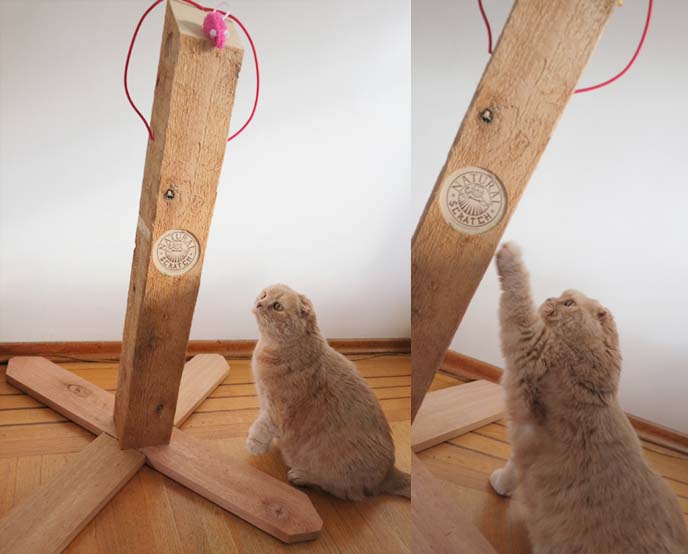 wood cat scratcher, cat scratching wood, cute fat cat, cutest cat in the world, scottish folds