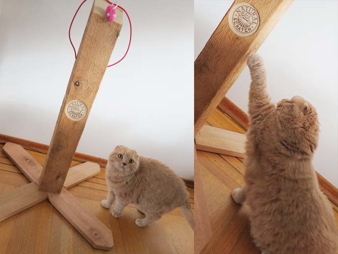 natural scratch, wood scratching pole, squishy faced kitten, scratching pole, sharpen nails