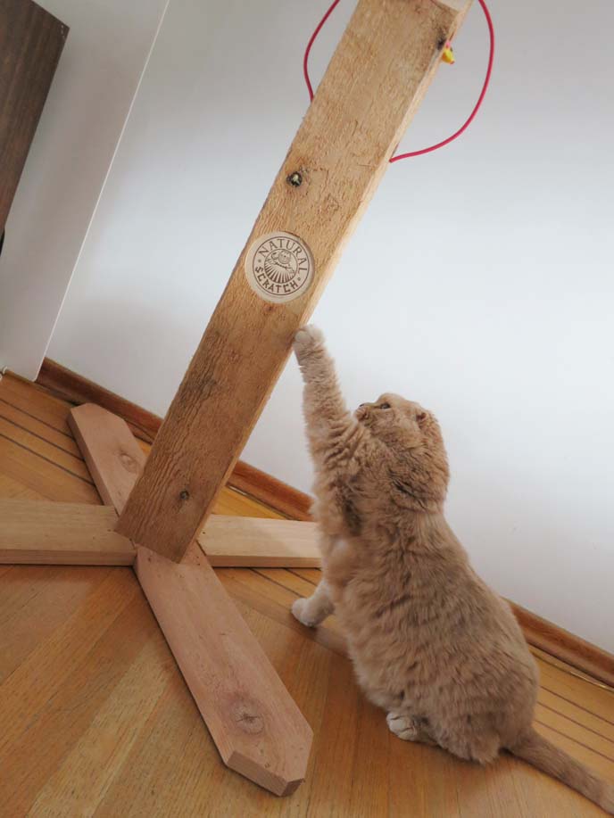 wood cat scratcher, natural scratch, best scratching pole, coupari, shorthair folds, cat sharpening claws,