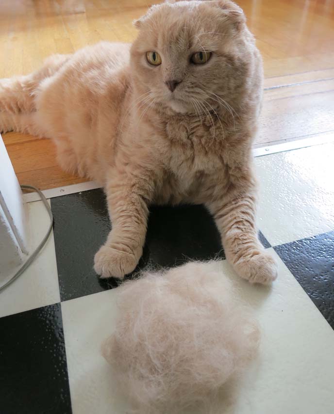 furminator for cats, Scottish Fold cat being brushed with Furminator brush! Cutest fat kitten grooming, washing, furball, cat hair, cat shedding, cat care, fat cat, cat Furminator video how to use, how to groom cats