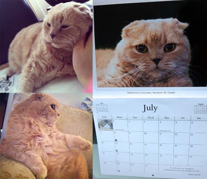 scottish fold rescue, scottish fold calendar, scottish fold instagram, スコティッシュフォールド, cutest cats, british shorthair fold, munchkin fold, munchkin cat breeders