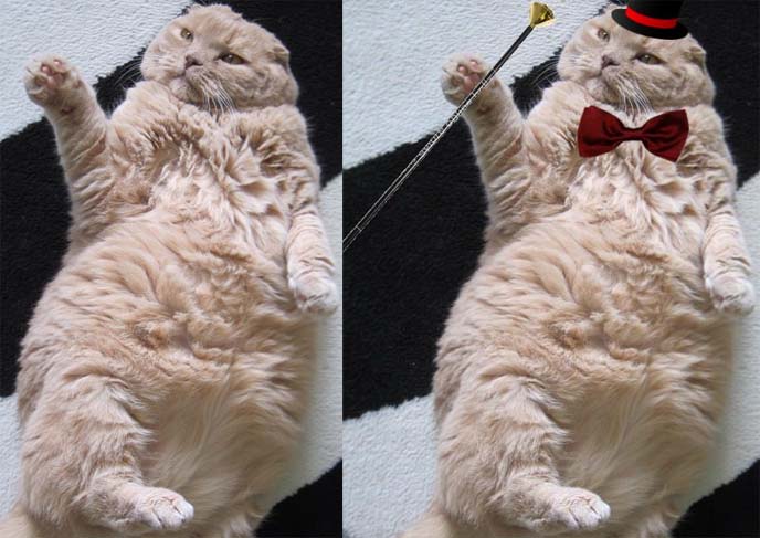 scottish fold in bow tie, top hat cat, dancing kitty