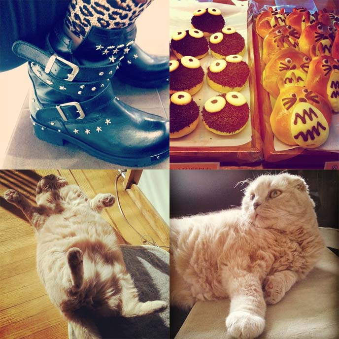 cute scottish fold cat, yosuke boots, studded goth boots, totoro pasteries, cute japanese desserts