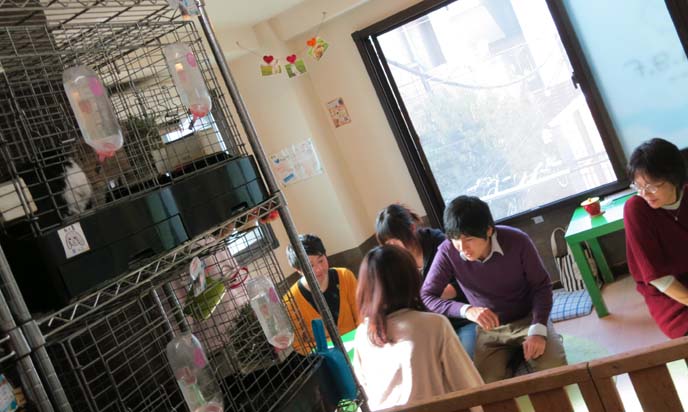 bunny cafe, japanese rabbit cafes, tokyo bunny cafe raagf