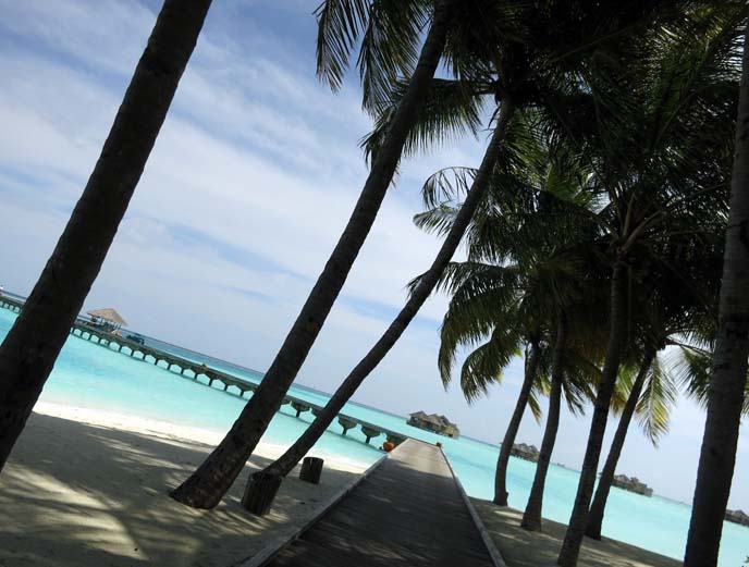 palm trees path, tropical vacations