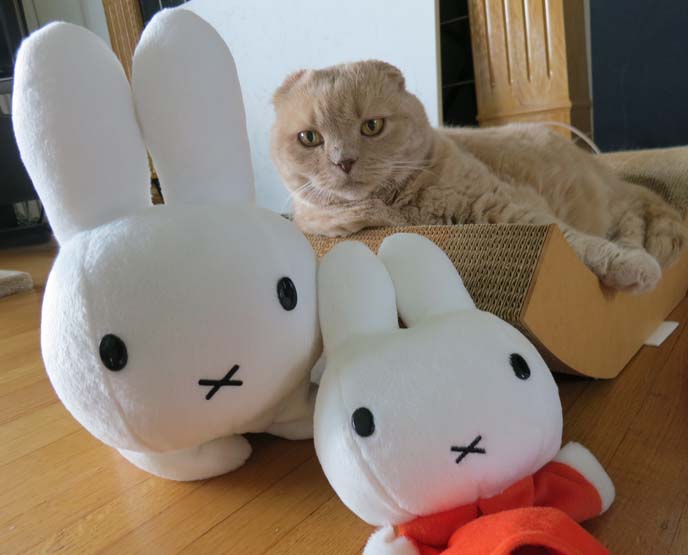 miffy toys, scottish fold cat and bunnies