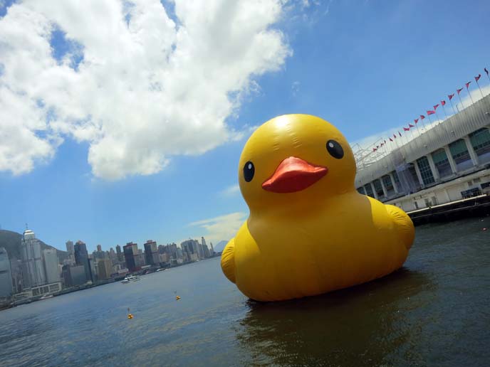 rubber duck, hong kong, kowloon harbour