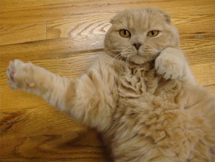 scottish fold cat, paw stretch, neko punch