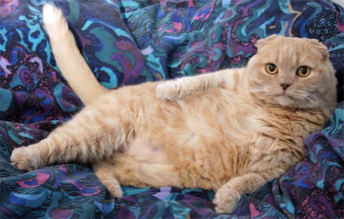 funny cat photos, lying down fat cats