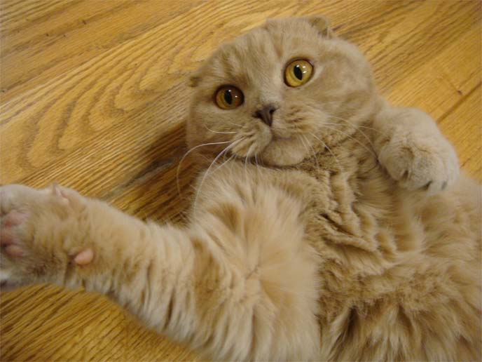 scottish fold kitten lying on back