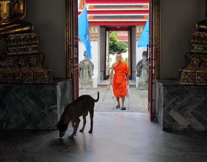 thai monk, orange robes