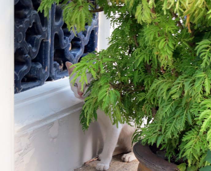 stray white cat, bangkok thailand cats