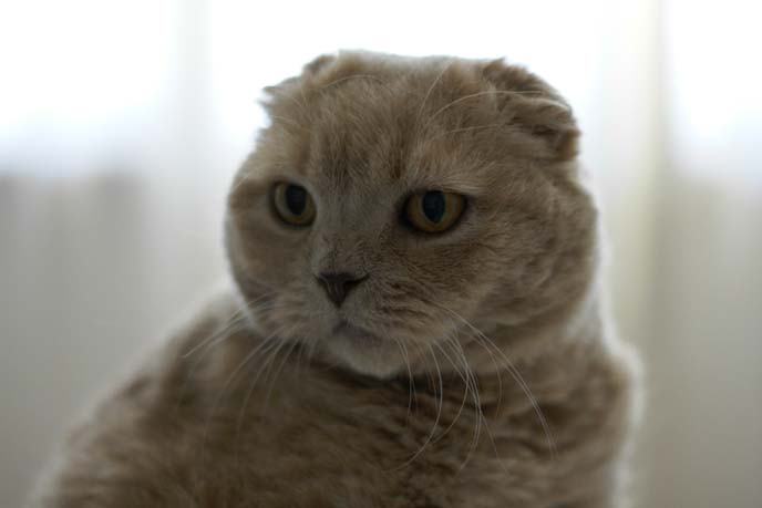 scottish fold cat face