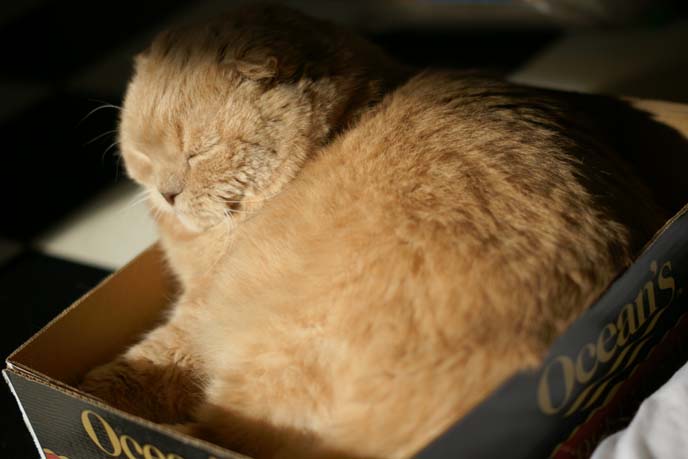 scottish fold cat in a box, fat cat in boxes