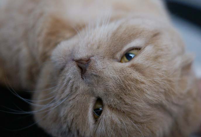 prime lens, narrow depth of field, scottish fold face