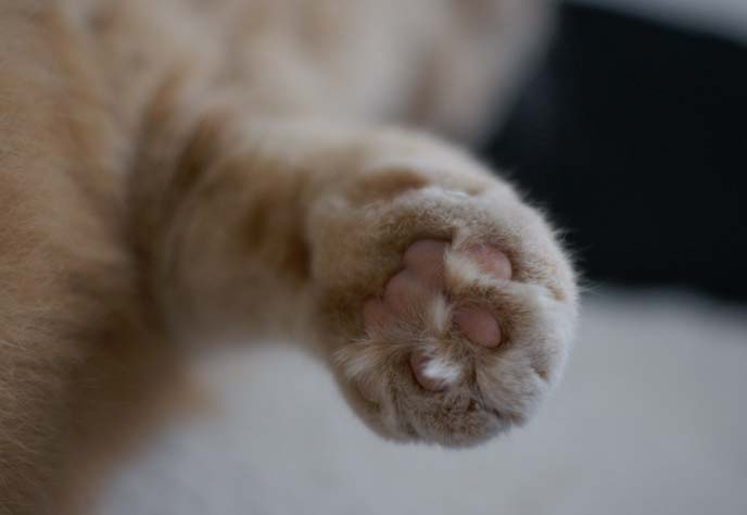 cat fat paw, closeup paws