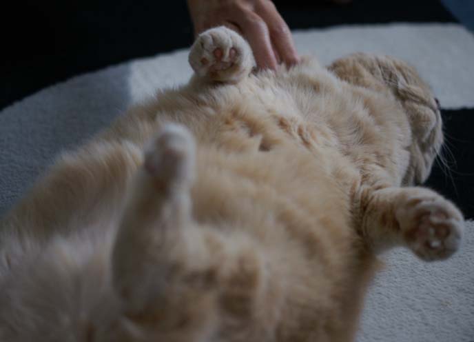 cat lying on back, scottish fold cat upside down