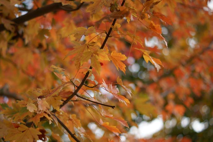 orange fall leaves