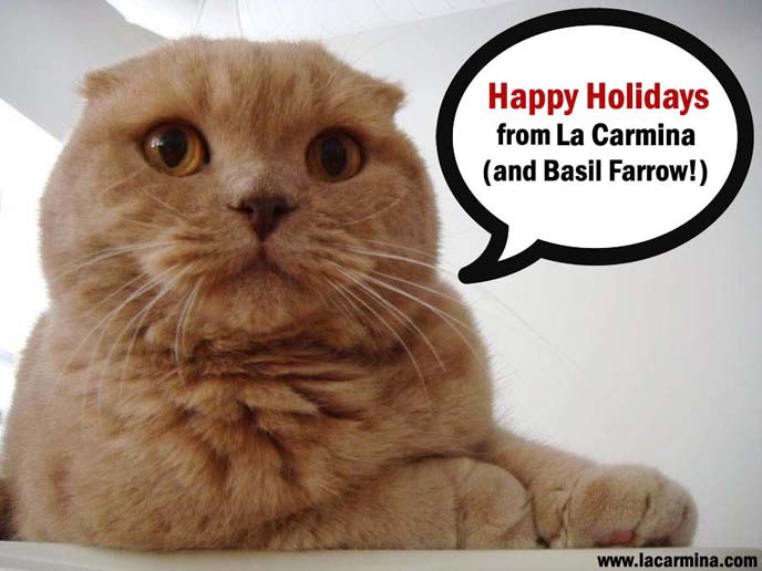 scottish fold cat christmas card