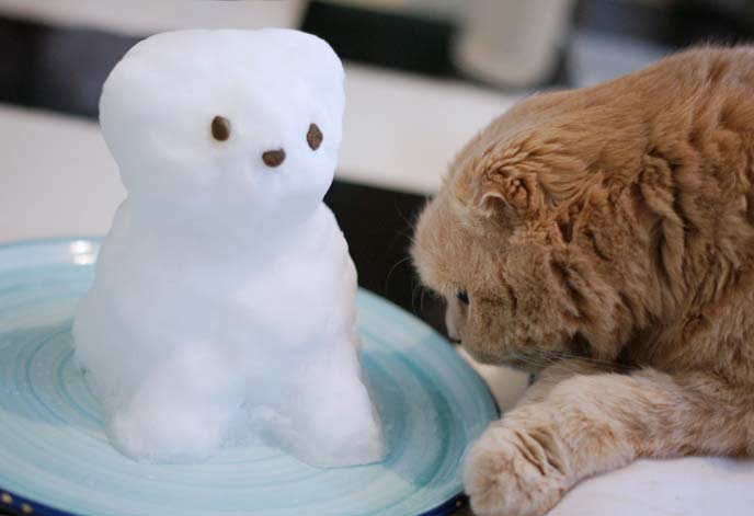 scottish fold cat and snowman