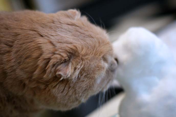 cat licking snow