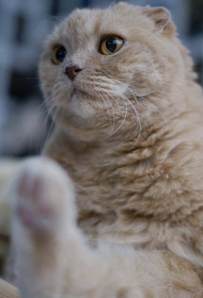 british shorthair coupari fold