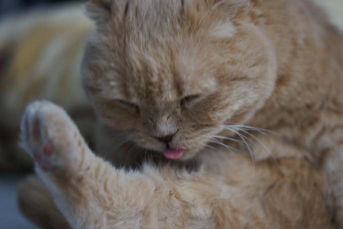 cat licking feet