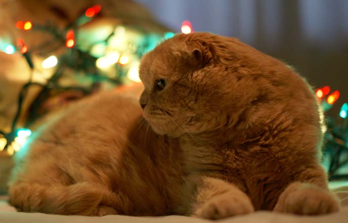 cat with christmas bokeh