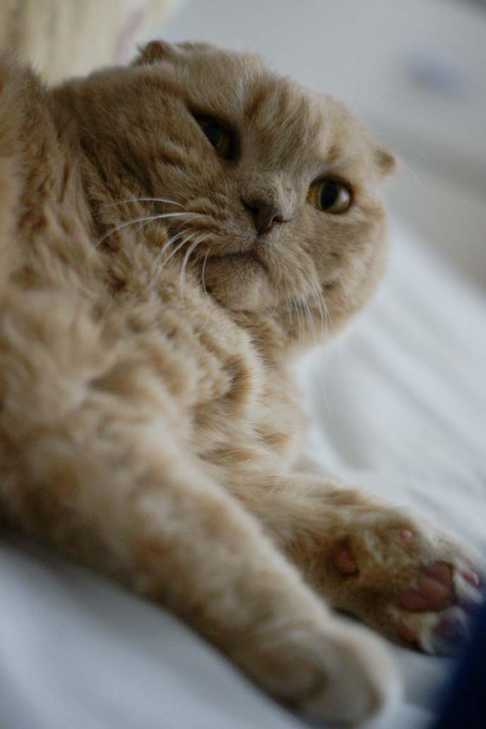 big scottish fold male cat