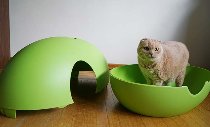 Designer cat litter clearance tray