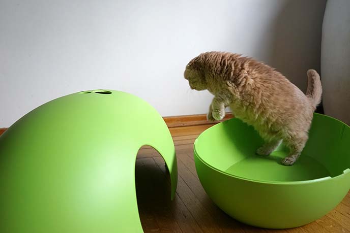 scottish fold cat jumping in air