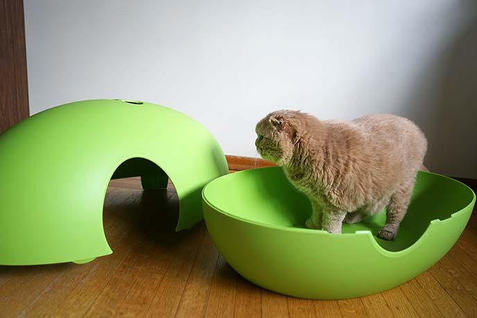 cat play pod litter