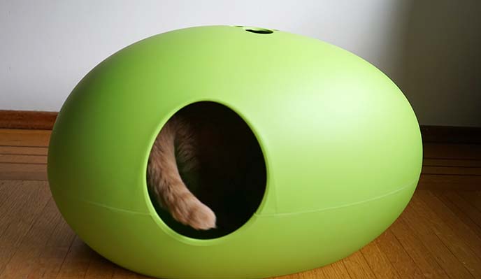 cat interior design furniture