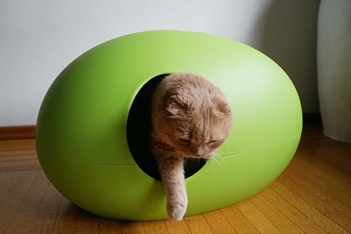 Modern hidden cat litterbox Poopoopeedo by SinDesign Japan cat