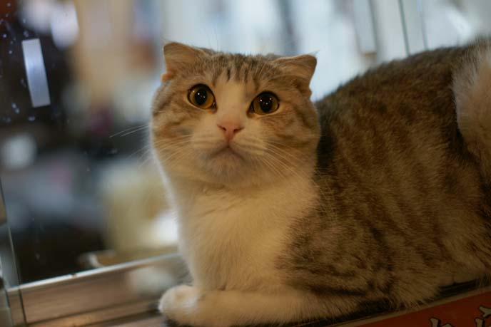 cat sitting on windowsill