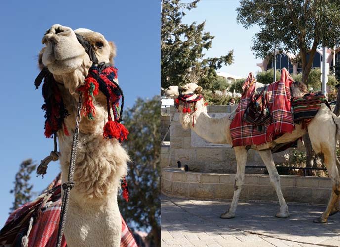 camel ride israel